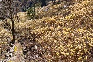 新城市ミツマタ群生地、３月春の花、愛知県新城市の観光・撮影スポットの名所