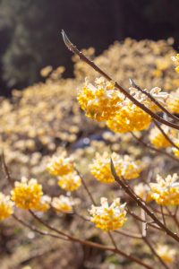 新城市ミツマタ群生地、３月春の花、愛知県新城市の観光・撮影スポットの名所