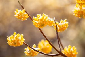 新城市ミツマタ群生地、３月春の花、愛知県新城市の観光・撮影スポットの名所