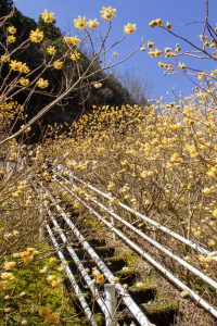 新城市ミツマタ群生地、３月春の花、愛知県新城市の観光・撮影スポットの名所