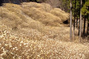 新城市ミツマタ群生地、３月春の花、愛知県新城市の観光・撮影スポットの名所