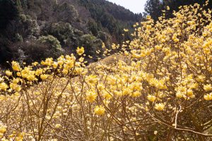 新城市ミツマタ群生地、３月春の花、愛知県新城市の観光・撮影スポットの名所
