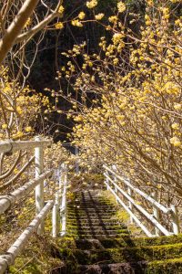 新城市ミツマタ群生地、３月春の花、愛知県新城市の観光・撮影スポットの名所
