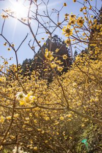 新城市ミツマタ群生地、３月春の花、愛知県新城市の観光・撮影スポットの名所