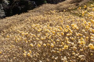 新城市ミツマタ群生地、３月春の花、愛知県新城市の観光・撮影スポットの名所