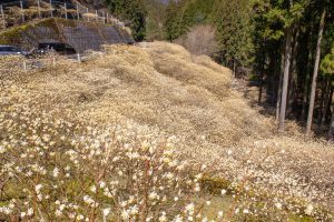 新城市ミツマタ群生地、３月春の花、愛知県新城市の観光・撮影スポットの名所