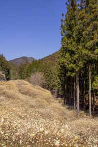 新城市ミツマタ群生地、３月春の花、愛知県新城市の観光・撮影スポットの名所