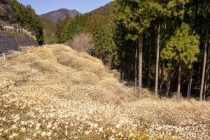 新城市ミツマタ群生地、３月春の花、愛知県新城市の観光・撮影スポットの名所