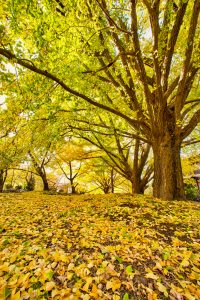 そぶえイチョウ黄葉まつり、銀杏、紅葉、11月秋、愛知県稲沢市の観光・撮影スポットの画像と写真