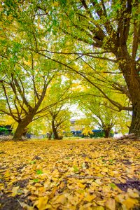 そぶえイチョウそぶえイチョウ黄葉まつり、銀杏、紅葉、11月秋、愛知県稲沢市の観光・撮影スポットの画像と写真像と写真