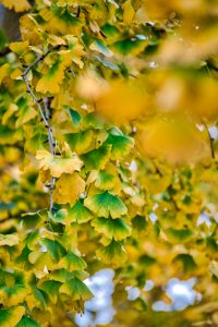 そぶえイチョウ黄葉まつり、銀杏、紅葉、11月秋、愛知県稲沢市の観光・撮影スポットの画像と写真