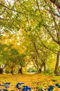 そぶえイチョウ黄葉まつり、銀杏、紅葉、11月秋、愛知県稲沢市の観光・撮影スポットの画像と写真