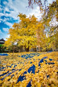 そぶえイチョウ黄葉まつり、銀杏、紅葉、11月秋、愛知県稲沢市の観光・撮影スポットの画像と写真