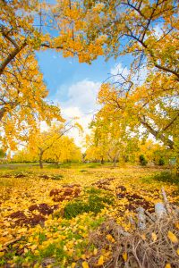 そぶえイチョウ黄葉まつり、銀杏、紅葉、11月秋、愛知県稲沢市の観光・撮影スポットの画像と写真