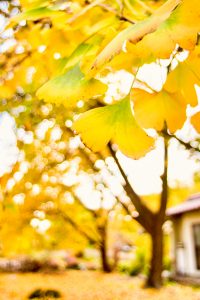 そぶえイチョウ黄葉まつり、銀杏、紅葉、11月秋、愛知県稲沢市の観光・撮影スポットの画像と写真