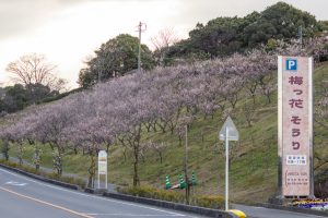佐布里緑と花のふれあい公園、梅園、2月の春の花、愛知県知多市の観光・撮影スポットの名所