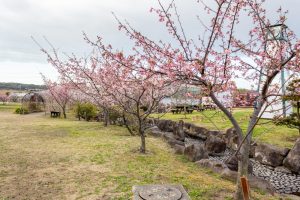 佐布里緑と花のふれあい公園、梅園、2月の春の花、愛知県知多市の観光・撮影スポットの名所