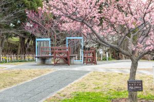 佐布里緑と花のふれあい公園、梅園、2月の春の花、愛知県知多市の観光・撮影スポットの名所