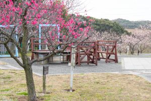 佐布里緑と花のふれあい公園、梅園、2月の春の花、愛知県知多市の観光・撮影スポットの名所