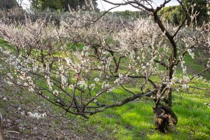 佐布里緑と花のふれあい公園、梅園、2月の春の花、愛知県知多市の観光・撮影スポットの名所