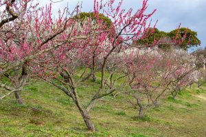 佐布里緑と花のふれあい公園、梅園、2月の春の花、愛知県知多市の観光・撮影スポットの名所