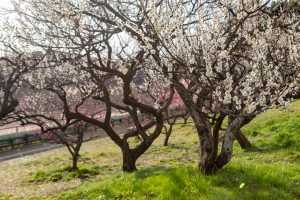 佐布里緑と花のふれあい公園、梅園、2月の春の花、愛知県知多市の観光・撮影スポットの名所