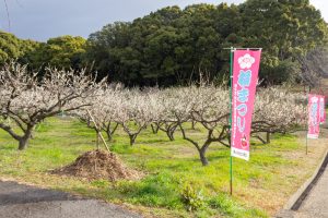佐布里緑と花のふれあい公園、梅園、2月の春の花、愛知県知多市の観光・撮影スポットの名所