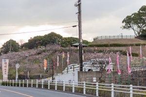 佐布里緑と花のふれあい公園、梅園、2月の春の花、愛知県知多市の観光・撮影スポットの名所