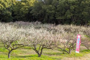 佐布里緑と花のふれあい公園、梅園、2月の春の花、愛知県知多市の観光・撮影スポットの名所