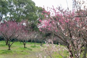 佐布里緑と花のふれあい公園、梅園、2月の春の花、愛知県知多市の観光・撮影スポットの名所