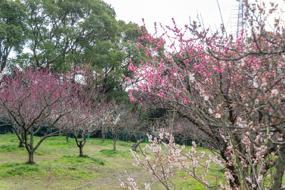 佐布里緑と花のふれあい公園、梅園、2月の春の花、愛知県知多市の観光・撮影スポットの名所