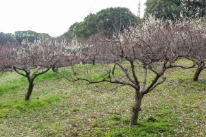 佐布里緑と花のふれあい公園、梅園、2月の春の花、愛知県知多市の観光・撮影スポットの名所