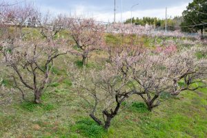 佐布里緑と花のふれあい公園、梅園、2月の春の花、愛知県知多市の観光・撮影スポットの名所