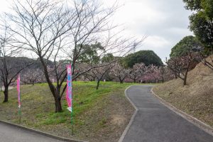 佐布里緑と花のふれあい公園、梅園、2月の春の花、愛知県知多市の観光・撮影スポットの名所