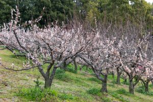 佐布里緑と花のふれあい公園、梅園、2月の春の花、愛知県知多市の観光・撮影スポットの名所