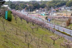佐布里緑と花のふれあい公園、梅園、2月の春の花、愛知県知多市の観光・撮影スポットの名所