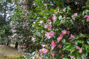 佐布里緑と花のふれあい公園、梅園、2月の春の花、愛知県知多市の観光・撮影スポットの名所