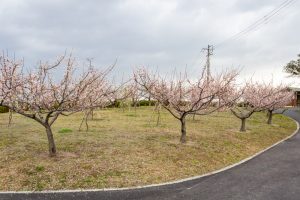 佐布里緑と花のふれあい公園、梅園、2月の春の花、愛知県知多市の観光・撮影スポットの名所