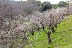 佐布里緑と花のふれあい公園、梅園、2月の春の花、愛知県知多市の観光・撮影スポットの名所