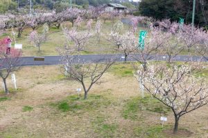 佐布里緑と花のふれあい公園、梅園、2月の春の花、愛知県知多市の観光・撮影スポットの名所