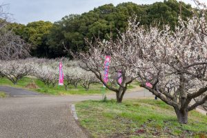 佐布里緑と花のふれあい公園、梅園、2月の春の花、愛知県知多市の観光・撮影スポットの名所