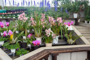 佐布里緑と花のふれあい公園、梅園、2月の春の花、愛知県知多市の観光・撮影スポットの名所