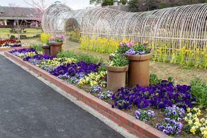 佐布里緑と花のふれあい公園、梅園、2月の春の花、愛知県知多市の観光・撮影スポットの名所