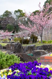 佐布里緑と花のふれあい公園、梅園、2月の春の花、愛知県知多市の観光・撮影スポットの名所