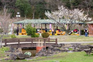 佐布里緑と花のふれあい公園、梅園、2月の春の花、愛知県知多市の観光・撮影スポットの名所