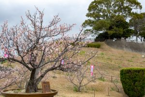 佐布里緑と花のふれあい公園、梅園、2月の春の花、愛知県知多市の観光・撮影スポットの名所