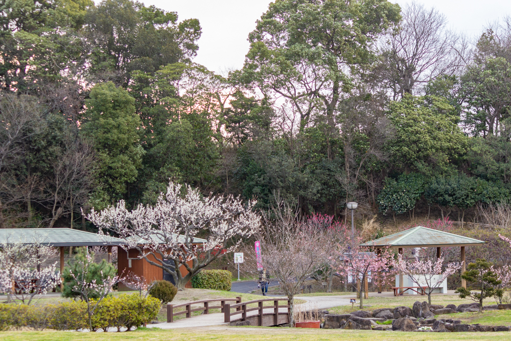 佐布里緑と花のふれあい公園、梅園、2月の春の花、愛知県知多市の観光・撮影スポットの名所