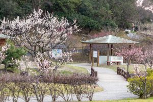 佐布里緑と花のふれあい公園、梅園、2月の春の花、愛知県知多市の観光・撮影スポットの名所
