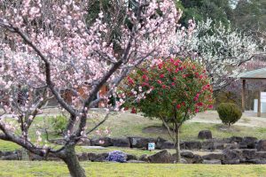 佐布里緑と花のふれあい公園、梅園、2月の春の花、愛知県知多市の観光・撮影スポットの名所