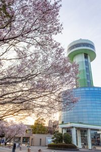 すいとぴあ江南、桜、３月春の花、愛知県江南市の観光・撮影スポットの画像と写真